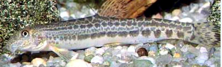 Cobitis paludica_04.jpg